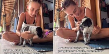 Tiny Rescue Puppy Gets a Collar & a Chance at the Life She’s Always Deserved