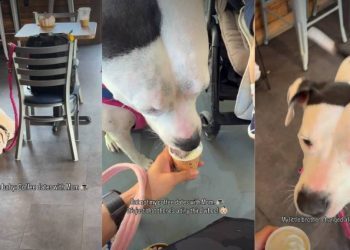 One Thing That Never Changes Between Dog & Mom Even After Baby