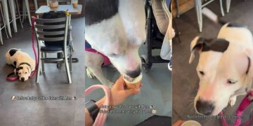 One Thing That Never Changes Between Dog & Mom Even After Baby