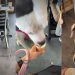One Thing That Never Changes Between Dog & Mom Even After Baby