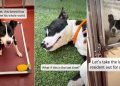 ‘Surrendered’ Shelter Dog Lands on Urgent List But Soon Gets Best News