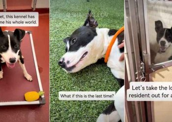 ‘Surrendered’ Shelter Dog Lands on Urgent List But Soon Gets Best News