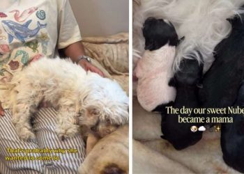 Mama Dog Finds Comfort in Human Mom All Throughout Childbirth