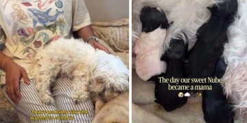 Mama Dog Finds Comfort in Human Mom All Throughout Childbirth