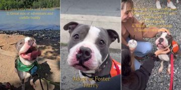 Abandoned Shelter Dog Is Ready To Be Someone’s Adventure & Cuddle Buddy for Life