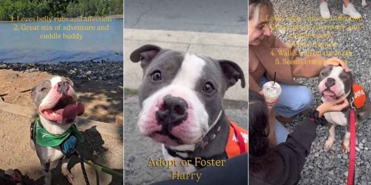 Abandoned Shelter Dog Is Ready To Be Someone’s Adventure & Cuddle Buddy for Life