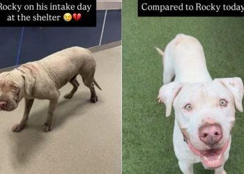 Shelter Dog’s Transformation From Intake Day to Now Proves Little Love & Care Can Go a Long Way