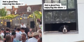 Dog Sits by the Window Like an Honored Guest at the Party