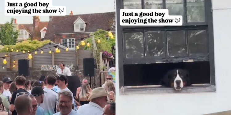 Dog Sits by the Window Like an Honored Guest at the Party
