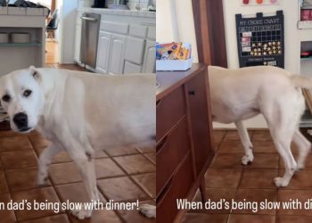 Dog Has an Attitude When Dad Is Being Slow With Serving Dinner