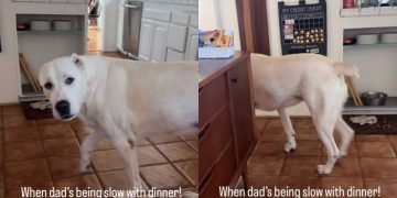 Dog Has an Attitude When Dad Is Being Slow With Serving Dinner