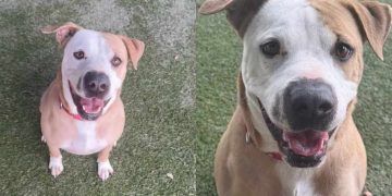 Shelter Dog Spends His Days in Tiny Kennel but Jumps in Joy When Someone Walks By