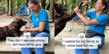 Shelter Dog Still Remembers Tricks He Learned in the Past While Waiting for a Second Chance
