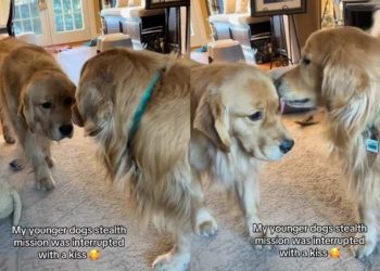 Golden Retriever’s ‘Stealth Mission’ Fails After Furry Sibling Interrupts With a Kiss