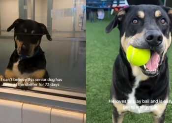 Senior Shelter Dog Leans Against Kennel Wall, Still Hoping Someone Chooses Him