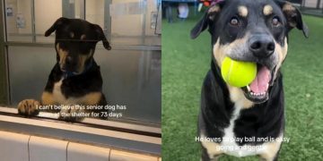 Senior Shelter Dog Leans Against Kennel Wall, Still Hoping Someone Chooses Him