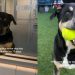 Senior Shelter Dog Leans Against Kennel Wall, Still Hoping Someone Chooses Him