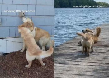 Golden Retriever Suffers Through ‘Annoying’ Little Sister’s Shenanigans
