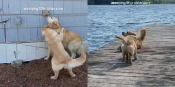 Golden Retriever Suffers Through ‘Annoying’ Little Sister’s Shenanigans