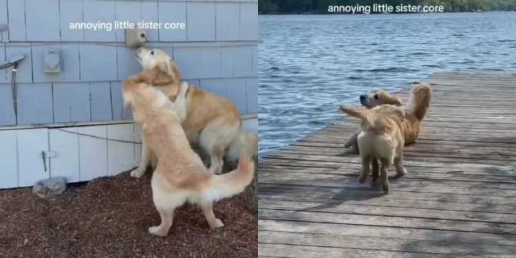 Golden Retriever Suffers Through ‘Annoying’ Little Sister’s Shenanigans