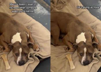 Shelter Dog Struggling To Stay Hopeful in a Kennel, Deserves a Forever Home