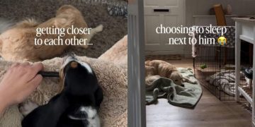 ‘Reactive’ Rescue Dog Takes Time To Trust Little Puppy but Won’t Leave Him Alone at Night