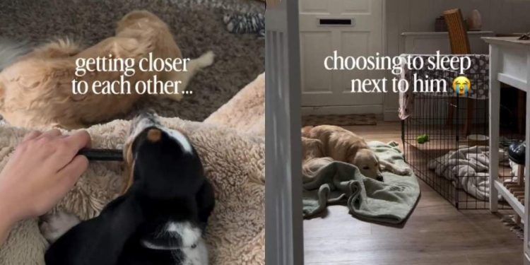 ‘Reactive’ Rescue Dog Takes Time To Trust Little Puppy but Won’t Leave Him Alone at Night