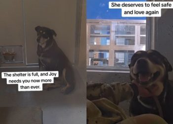 Shelter Dog Whose World Is Reduced to a Kennel Deserves a Forever Home
