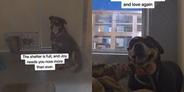 Shelter Dog Whose World Is Reduced to a Kennel Deserves a Forever Home