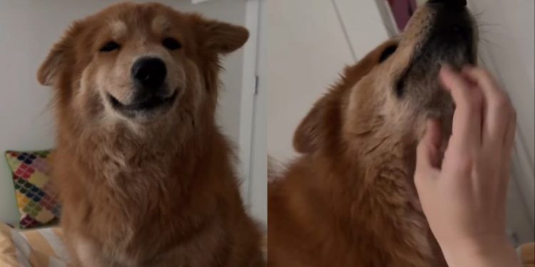 This Clever Dog Realized There Was a Faster Way to Get Scratches