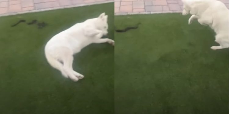 Stubborn Dog Suddenly Becomes Extremely Cooperative After Noticing Snake