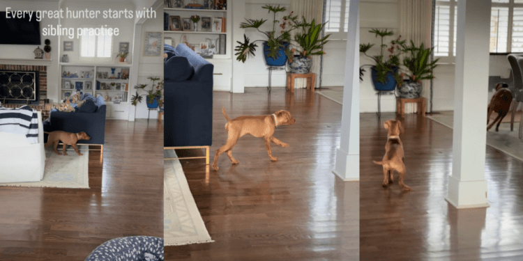 Dog Has Perfected the Slow Walk To Sneak up on Furry Sister