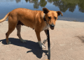 Abandoned Mama Dog Found Curled Around Her Baby To Keep Him Warm Gets Rescued