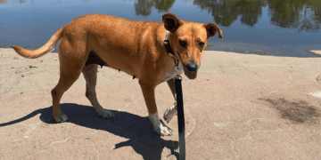 Abandoned Mama Dog Found Curled Around Her Baby To Keep Him Warm Gets Rescued