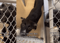 Shelter Dog Doesn’t Know Why Nobody Comes for Her but Hopes a Walk Will Lead Her Home
