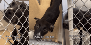 Shelter Dog Doesn’t Know Why Nobody Comes for Her but Hopes a Walk Will Lead Her Home