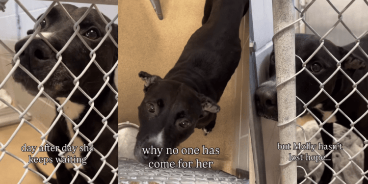 Shelter Dog Doesn’t Know Why Nobody Comes for Her but Hopes a Walk Will Lead Her Home