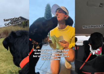 Labrador Gets His Own Time To Shine at Mom’s Marathon
