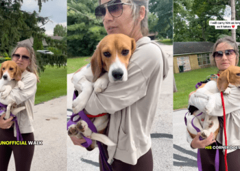 Foster Dog’s Progress Is ‘Measured in Tiny Moments’ Each Equally Significant