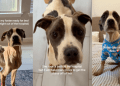 Foster Dog’s First Night Out of Hospital Is Filled With Warmth & Love