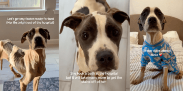 Foster Dog’s First Night Out of Hospital Is Filled With Warmth & Love