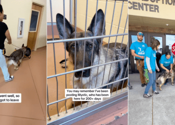 Longtime Shelter Dog Gets a Deserving Farewell From Staff After Adoption