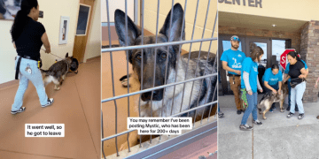 Longtime Shelter Dog Gets a Deserving Farewell From Staff After Adoption
