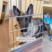 Longtime Shelter Dog Gets a Deserving Farewell From Staff After Adoption