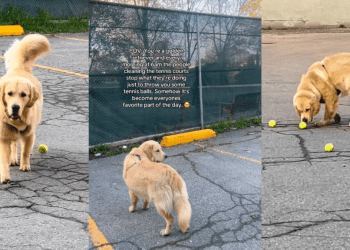 Golden Retriever Runs to Tennis Court Every Morning for One Important Reason