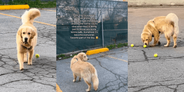 Golden Retriever Runs to Tennis Court Every Morning for One Important Reason