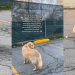 Golden Retriever Runs to Tennis Court Every Morning for One Important Reason
