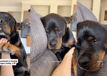 Dog Can’t Hide How Much He Misses Big Brother After He Went Into Surgery