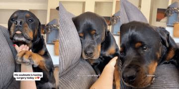 Dog Can’t Hide How Much He Misses Big Brother After He Went Into Surgery