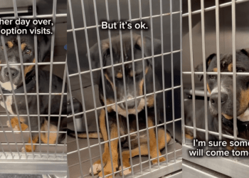 Shelter Puppy Wonders Why Everyone Keeps Passing Her by as She Wishes for a Loving Home